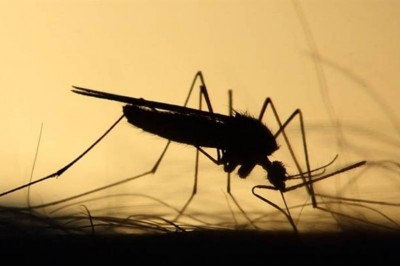 Epidemia de dengue atinge mais cinco cidades paranaenses