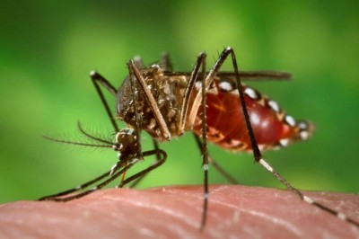Saúde registra aumento de casos de dengue no Paraná