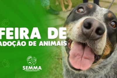 Meio Ambiente prepara feira de adoção de animais neste final de semana em Paranaguá 
