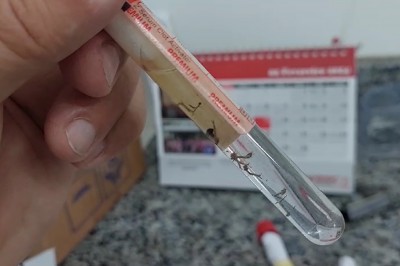 Paranaguá tem análise detalhada sobre a presença do Aedes aegypti na cidade