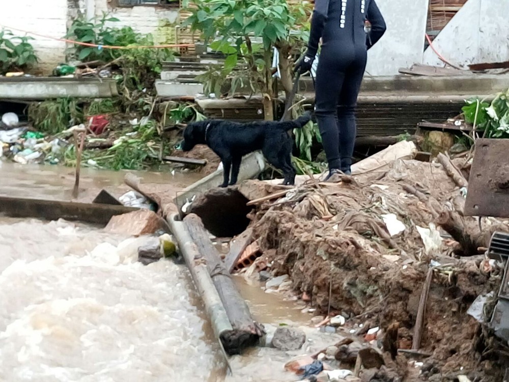 Cães farejadores ajudam nos trabalhos 