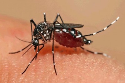 País tem 3.530 casos suspeitos de microcefalia relacionados ao vírus Zika