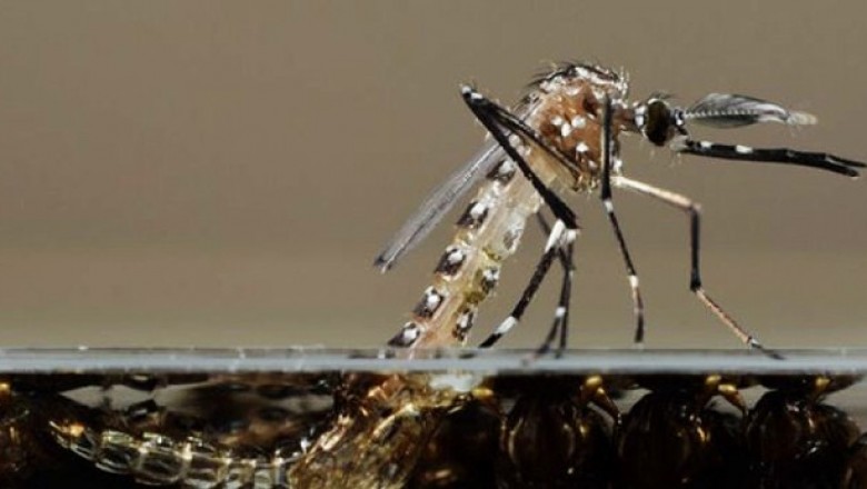 Piracicaba elimina 82% de larvas de Aedes em área experimental