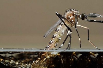 Piracicaba elimina 82% de larvas de Aedes em área experimental