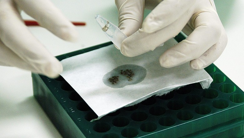 Anvisa define preço da vacina contra a dengue; Paraná terá imunização