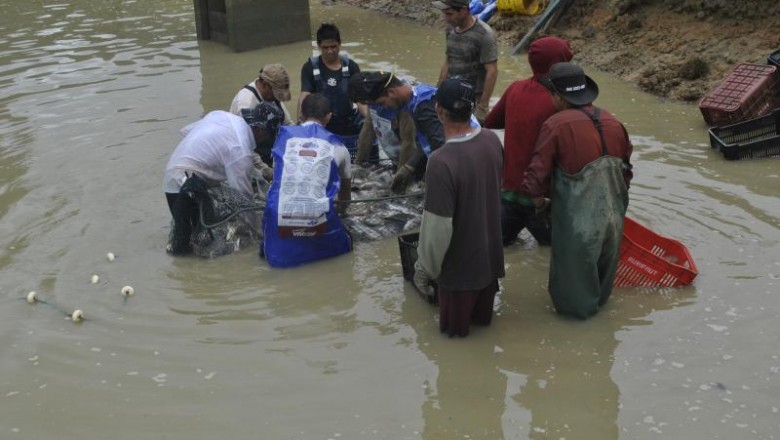 Feira de Peixe de Cultivo: 6 toneladas de peixes serão vendidas em dois dias