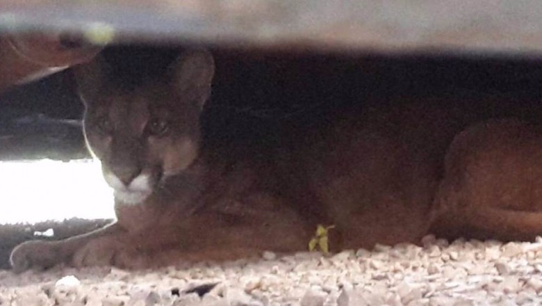 Suçuarana ‘aparece’ em oficina de Rolândia