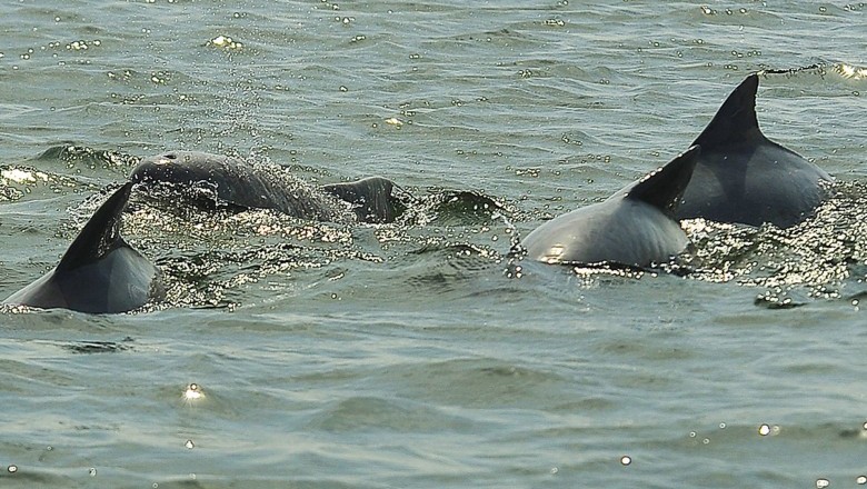População de golfinhos aumenta nos arredores dos portos