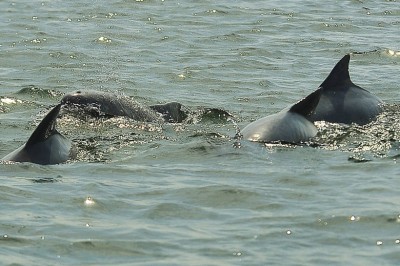 População de golfinhos aumenta nos arredores dos portos