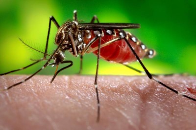 Fiocruz descobre que pernilongo pode transmitir zika