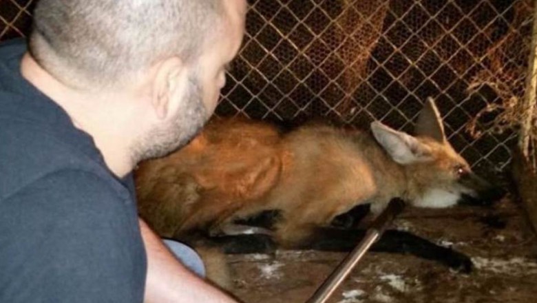 Polícia Ambiental captura Lobo-Guará em Wenceslau Braz