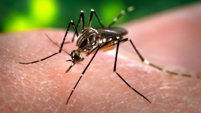 PARANAGUÁ : Inscrições abertas para o Seminário Sobre as Doenças transmitidas pelo Aedes aegypti