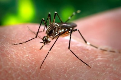 PARANAGUÁ : Inscrições abertas para o Seminário Sobre as Doenças transmitidas pelo Aedes aegypti