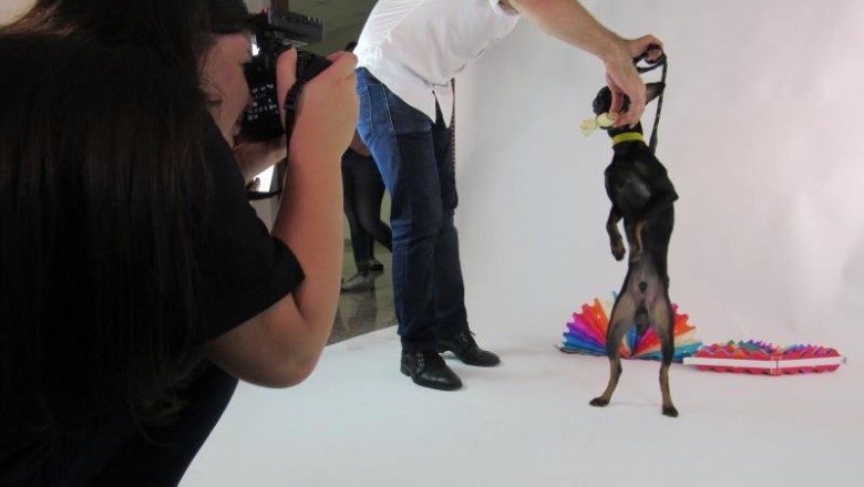 Foca no Focinho: projeto acadêmico auxilia na adoção de animais abandonados