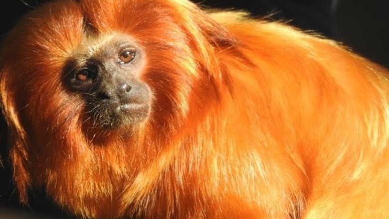 O fantasma do rebaixamento assombra o Rio Branco 