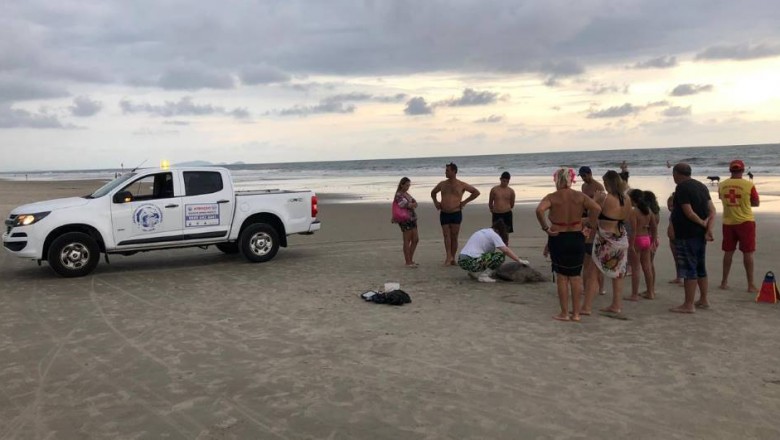 Tartaruga em perigo de extinção é encontrada morta no Litoral do Paraná