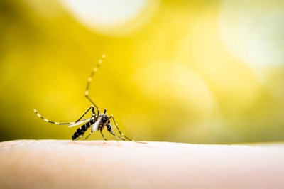 Saúde confirma mais casos de mortes por dengue no Paraná