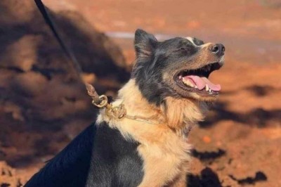 Morre cão responsável por localizar vítimas de Brumadinho e Mariana