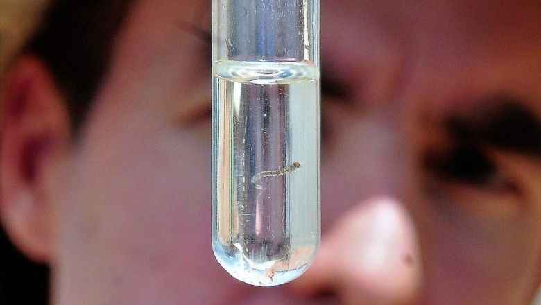 Três municípios paranaenses estão em epidemia de dengue