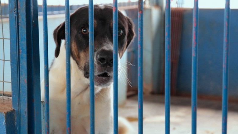 Paraná pode ganhar 1ª delegacia especializada em crimes contra animais