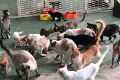 Departamento Veterinário de Paranaguá está com grande número de animais resgatados