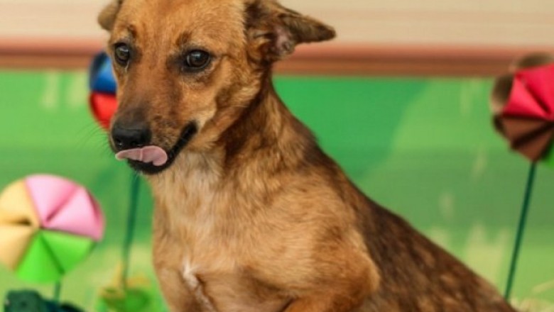 Casos de abandono de animais preocupam Departamento Veterinário em Paranaguá 