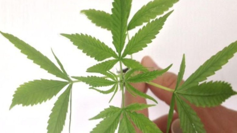 Fabricação e venda de produtos derivados da cannabis entram em vigor