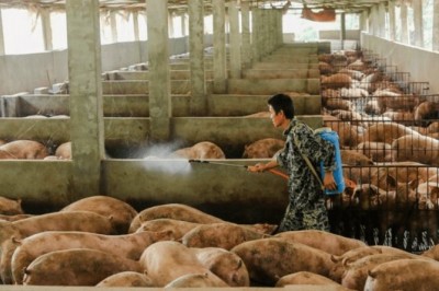 Pesquisadores da China descobrem nova gripe suína com 'potencial pandêmico'