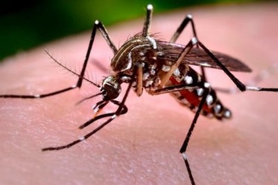 Paranaguá contará com mais de 350 armadilhas para monitoramento do Aedes Aegypti