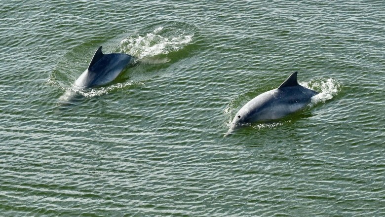 Portos do Paraná lança cartilha de proteção ao boto-cinza