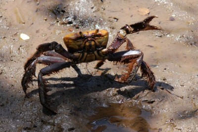 Captura de caranguejo é proibida até o dia 30 de novembro no Paraná