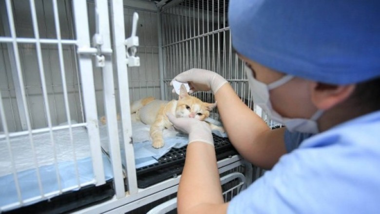 Projeto apoiado pelo Estado fará castração de cães e gatos das ilhas do Paraná
