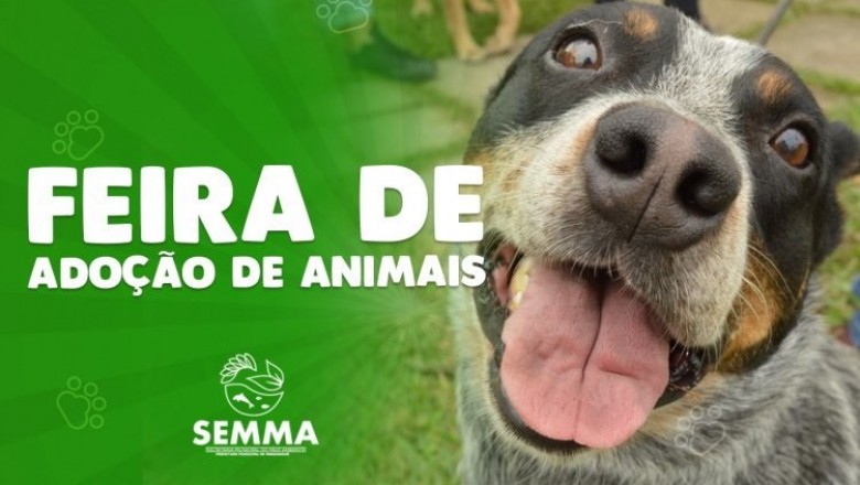 Meio Ambiente prepara feira de adoção de animais neste final de semana em Paranaguá 