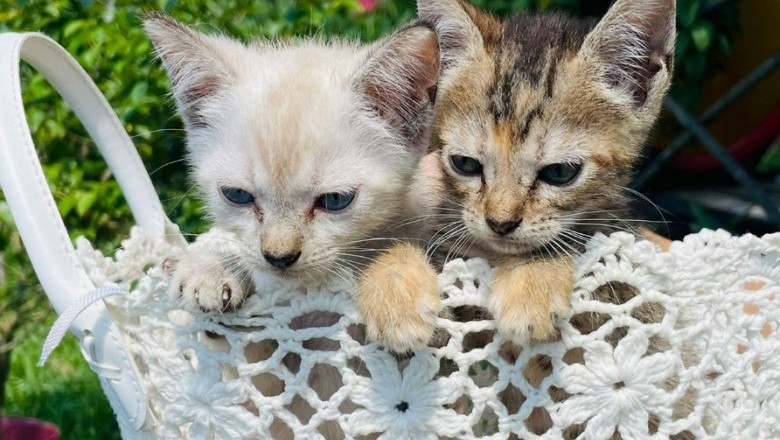 Feira de adoção de animais acontece dia 19 em Paranaguá