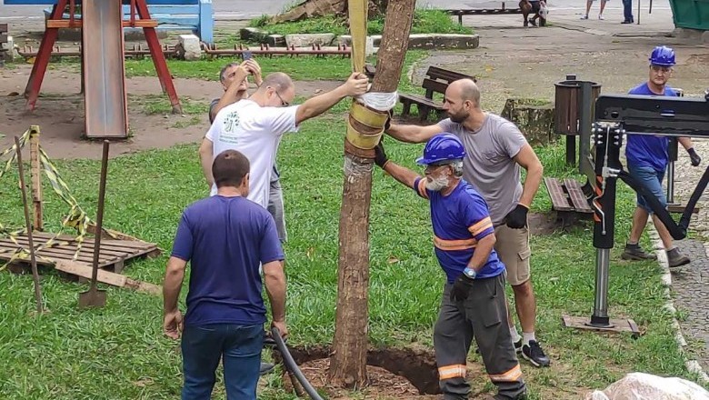 Árvores nativas adultas são plantadas em praças de Paranaguá