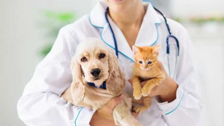 Secretaria do Meio Ambiente de Paranaguá oferece atendimento veterinário gratuito