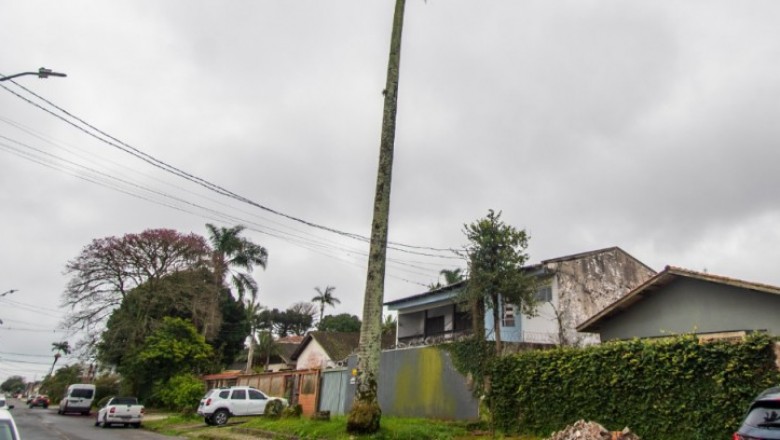 Prefeitura de Paranaguá realiza corte emergencial de palmeira imperial na Rua Alípio dos Santos