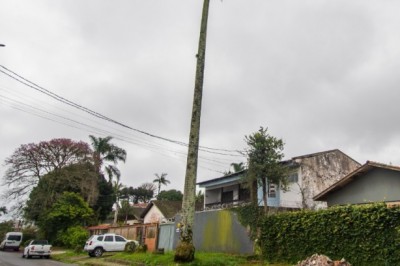 Prefeitura de Paranaguá realiza corte emergencial de palmeira imperial na Rua Alípio dos Santos